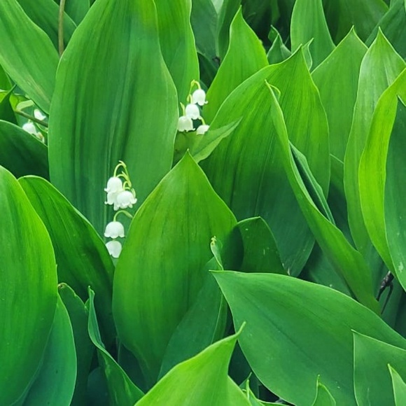 Meet your Posher, Akemi - Picture 1 of 1